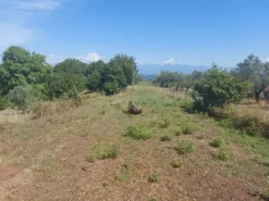 #18675 Terreni agricoli di mq 13.295