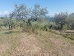 #18675 Terreni agricoli di mq 13.295