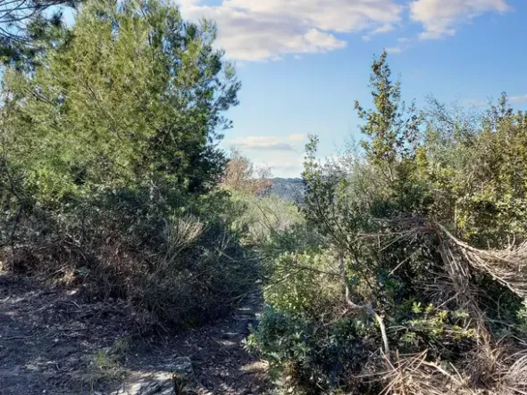 #23177 Terreni agricoli nel comune di San Bartolomeo al Mare