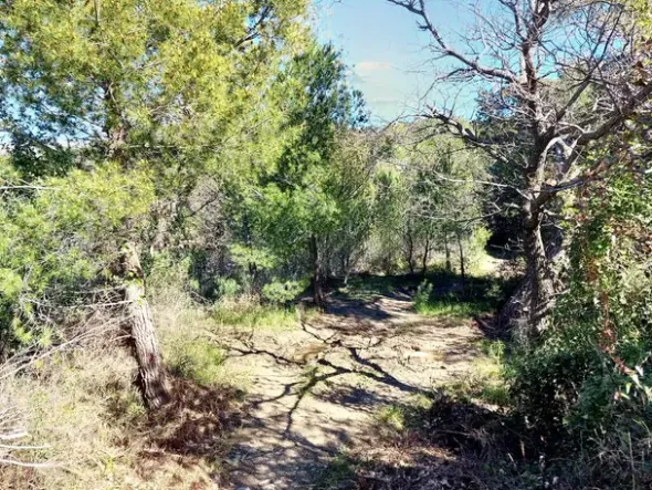 #23177 Terreni agricoli nel comune di San Bartolomeo al Mare
