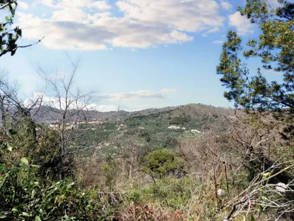 #23177 Terreni agricoli nel comune di San Bartolomeo al Mare
