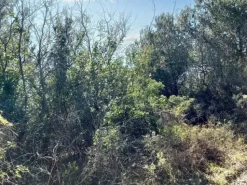 #23177 Terreni agricoli nel comune di San Bartolomeo al Mare