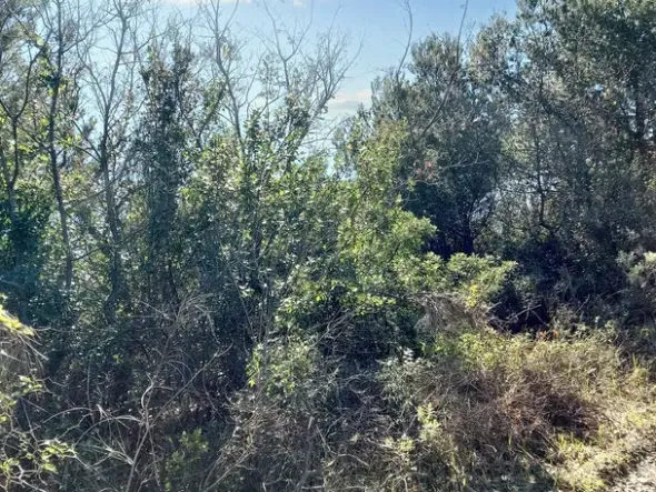 #23177 Terreni agricoli nel comune di San Bartolomeo al Mare