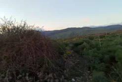 #2537152 Terreno agricolo