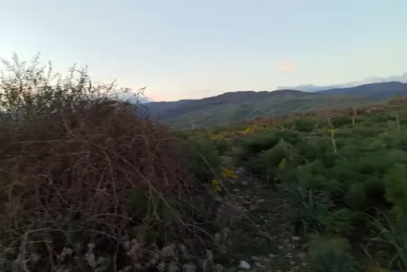 #2537152 Terreno agricolo