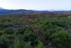 #2537152 Terreno agricolo
