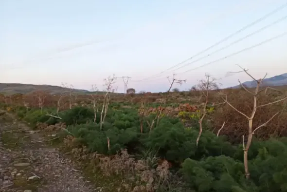 #2537152 Terreno agricolo