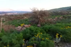#2537152 Terreno agricolo