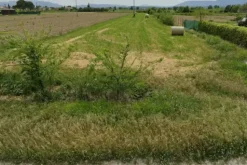 #2537298 Terreno agricolo