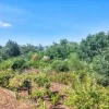 #2536951 Terreno agricolo