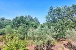 #2536951 Terreno agricolo