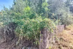#2536951 Terreno agricolo