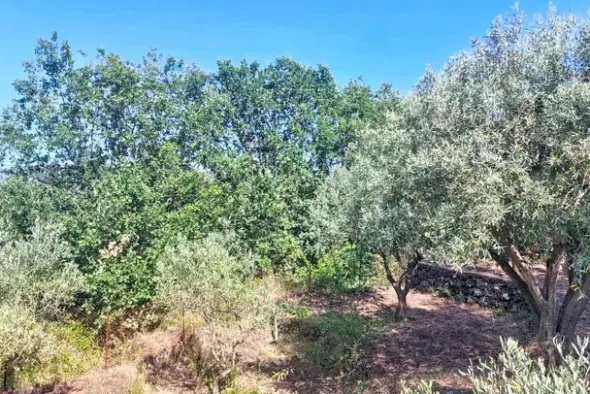 #2536951 Terreno agricolo