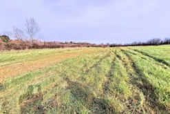 #25516 Terreno agricolo collinare