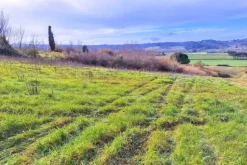 #25516 Terreno agricolo collinare