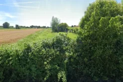 #2537064 Terreno agricolo con possibile trasformazione in edificabile
