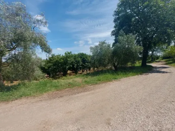 #2536079 Terreno agricolo di circa 110 ettari con fabbricati annessi