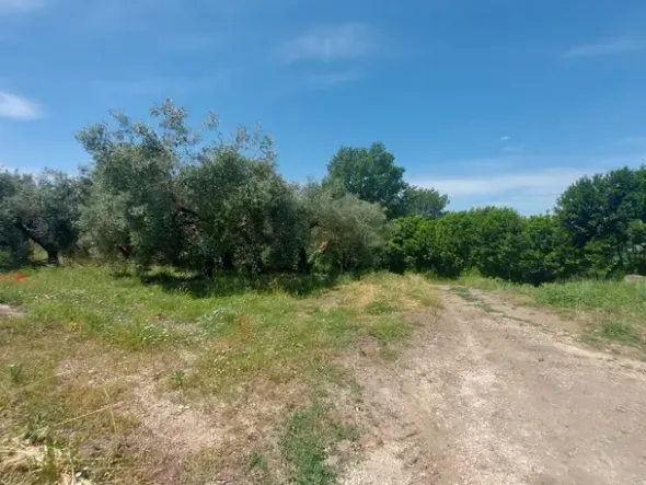#2536079 Terreno agricolo di circa 110 ettari con fabbricati annessi