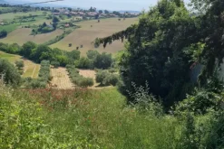 #23208 Terreno agricolo di complessivi 14360 mq
