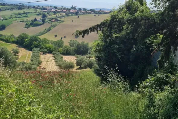 #23208 Terreno agricolo di complessivi 14360 mq
