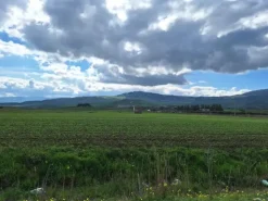 #25601 Terreno agricolo di 19.648 mq