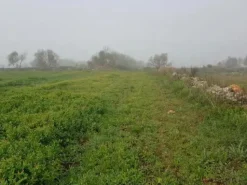 #23968 Terreno agricolo di 17.766 mq