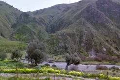 #18174 Terreno agricolo di 24.430 mq