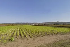 #4789 Terreno agricolo di 8.170 mq