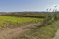#4789 Terreno agricolo di 8.170 mq