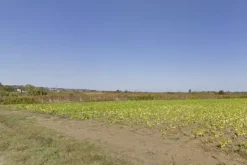 #4789 Terreno agricolo di 8.170 mq