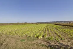 #4789 Terreno agricolo di 8.170 mq