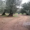 #19935 Terreno agricolo di mq 6800