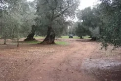 #19935 Terreno agricolo di mq 6800