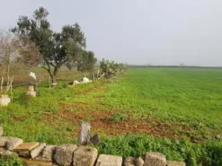 #23972 Terreno agricolo di 10.734 mq