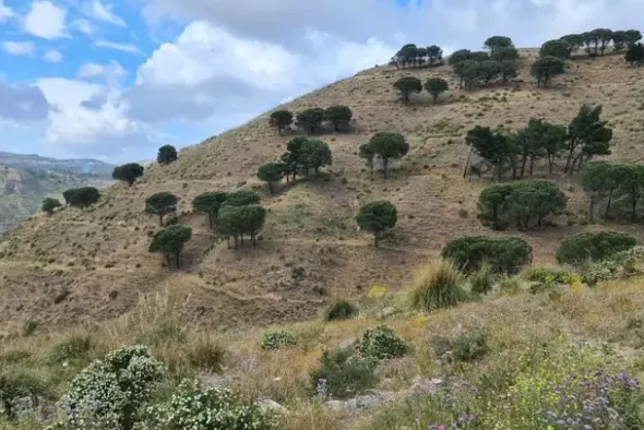 #18176 Terreno agricolo di 175.540 mq