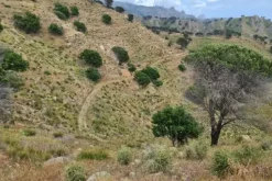 #18176 Terreno agricolo di 175.540 mq