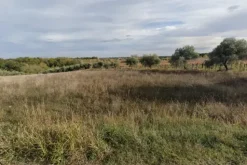 #24763 Terreno agricolo di 15.010 mq