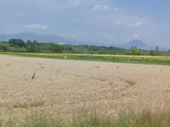 #11685 Terreno agricolo di 32.270 mq