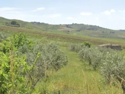 #25753 Terreno agricolo di 4.340 mq