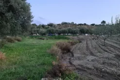 #18173 Terreno agricolo di 8.600 mq