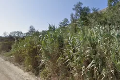#4763 Terreno agricolo di 39.082 mq