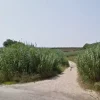 #4751 Terreno agricolo di 30.360 mq