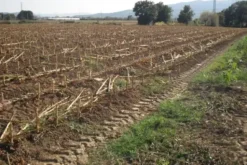 #24234 Terreno agricolo di 75585mq