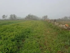 #23968 Terreno agricolo di 17.766 mq