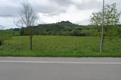 #24764 Terreno agricolo di 42.393 mq