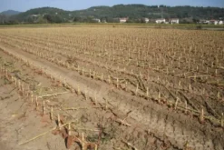 #24233 Terreno agricolo di 16906mq