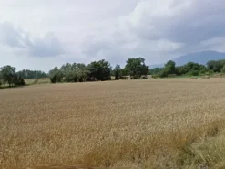 #11686 Terreno agricolo di 21.403 mq