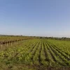 #4765 Terreno agricolo di 3.630 mq