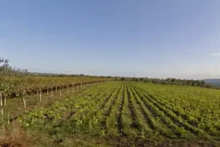 #4765 Terreno agricolo di 3.630 mq