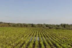 #4765 Terreno agricolo di 3.630 mq